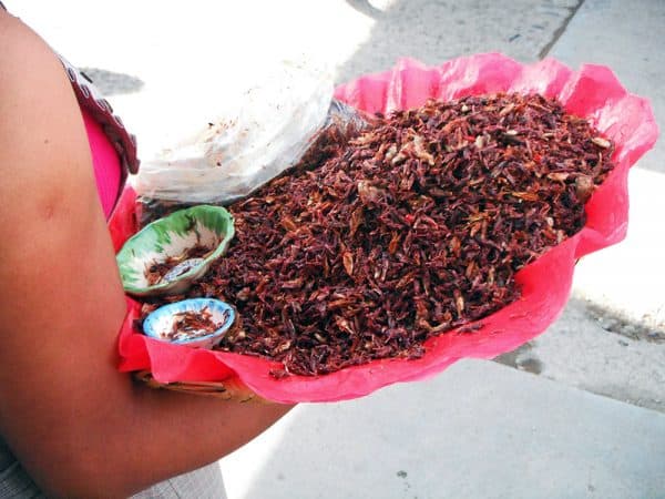 Be brave and try the chupalines in Oaxaca