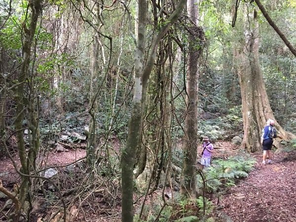 Bunya Mountains are ideal as a short break from Brisbane