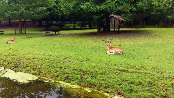 Den Haag has so much to in and around the city