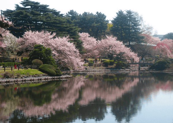 One of the best times to visit Tokyo is during the cherry blossom festival