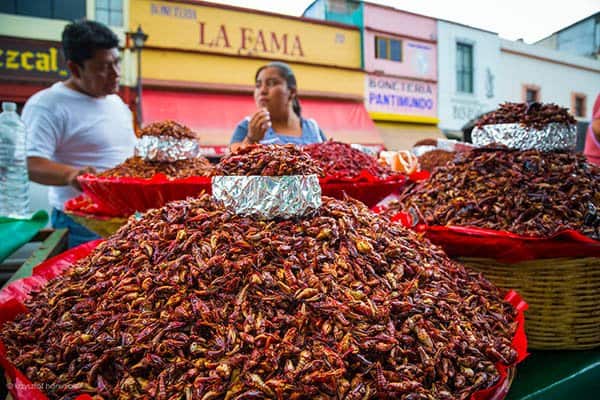 Mexican snacks can vary from steamed corn to fried grasshoppers