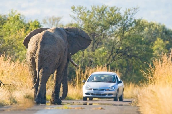 You never know who you might meet on a South Africa road trip