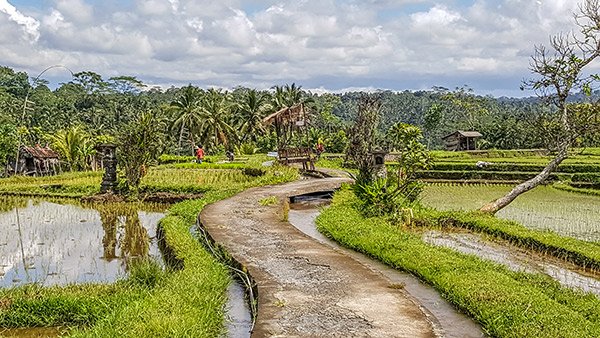 Ubud is home of the cycle path featured in Eat Pray Love and part of the eBikes Bali tour