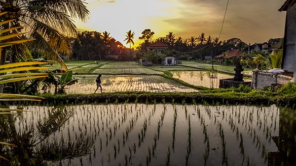 There are few places more peaceful than the rice paddies of Ubud at sunrise