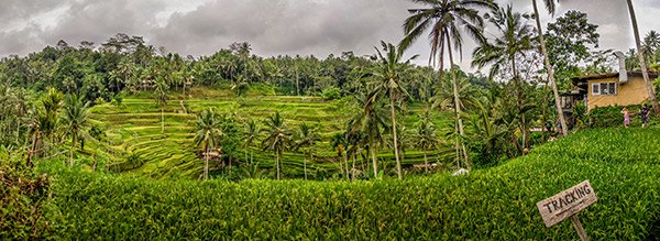 World Heritage listed rice paddies of Ubud