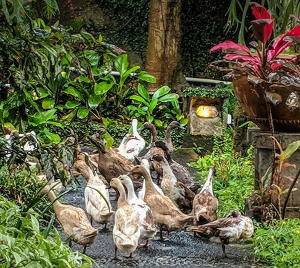 Some of the dirty ducks at Ubud's Bebek Bengil Diner