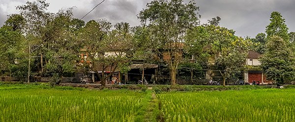 Over 100,000 white Herons fill the trees in the Ubud village of Petulu during breeding season