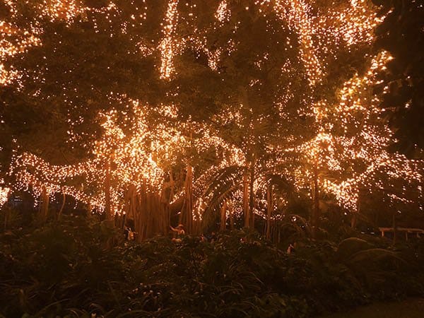 The Brisbane Botanic Gardens are magical to experience at night