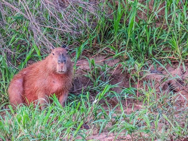 The Capybara has to be the cutest rodent in the world