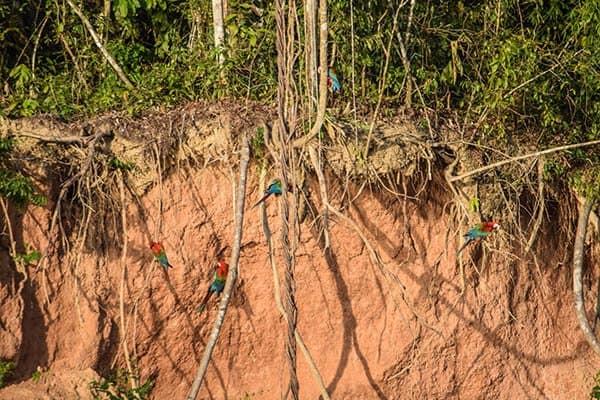 Parrots eating clay to combat the deadly toxins in the seeds they eat