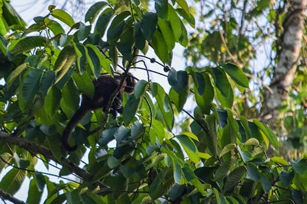 One of about 60 monkeys that came to say goodbye at the Nape Lodge in Peru