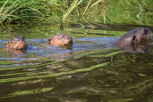 Sea otters in the wild look so cute until they tear a fish apart