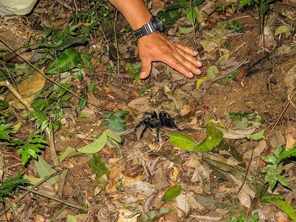 Luckily the Tarantulas stayed outside our cabin