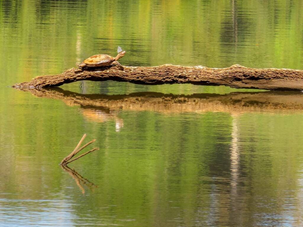 Wonderful reflections in the water caught my eye but then I noticed the strange looking tortoise wearing a butterfly for a hat.