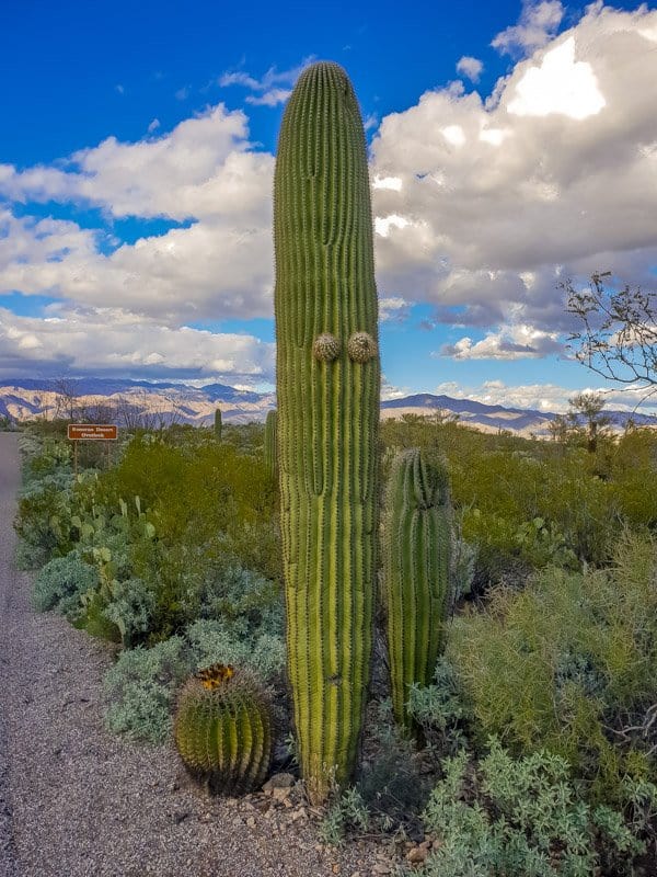 Unlike most plants Saguaros are very indiviual in the way they grow. Which makes for some crazy looking cacti