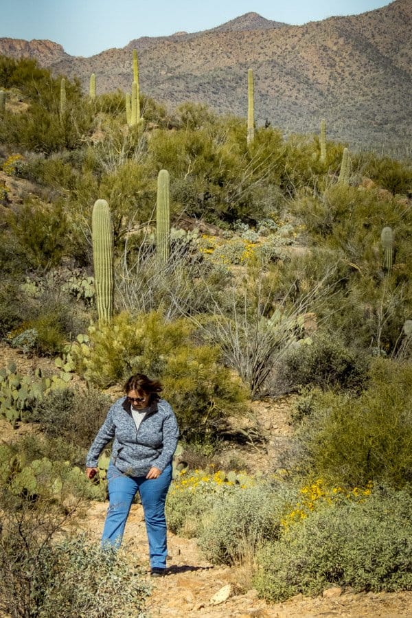 As opposed to the well maintained flat walking trails in Saguaro National Park East, the West section makes you work harder but the rewards are worth it