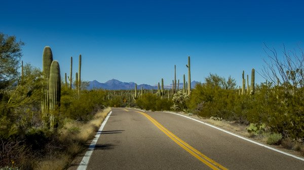 Wall to wall Saguaros, what a great road trip location in Saguaro National Park West