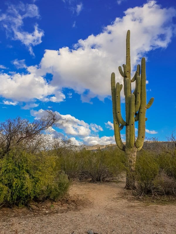 Unlike most plants Saguaros are very indiviual in the way they grow. Which makes for some crazy looking cacti