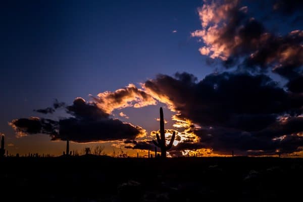 One of the world's most unique sunset silhouettes, Saguaro National Park