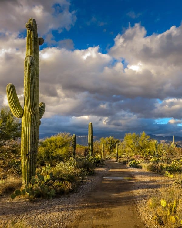 The east section of Saguaro National Park is quite flat and the walking trails are easily accessible