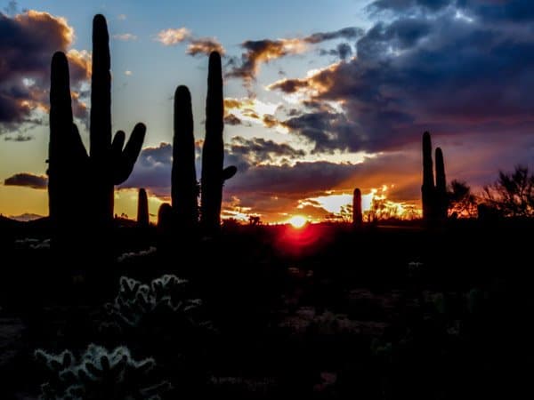 One of the world's most unique sunset silhouettes, Saguaro National Park