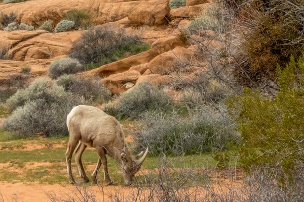 valley of fire long horn sheep