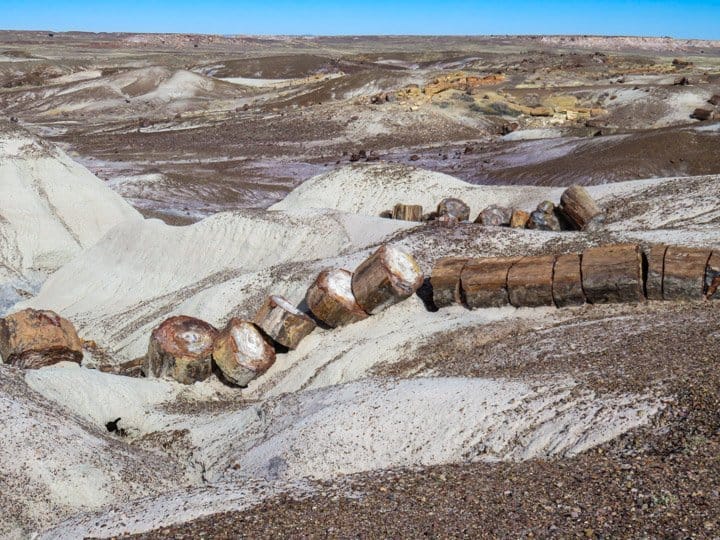 Petrified Forest NP where the trees look like they have been cut but have actually shattered.