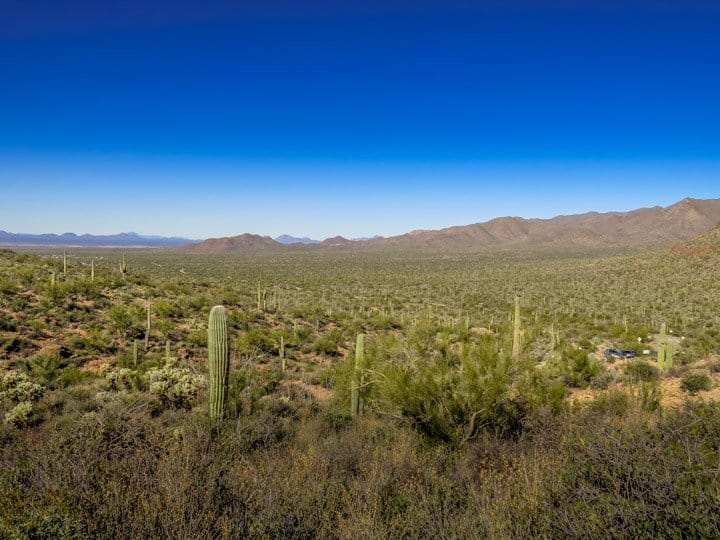 Cacti as far as the eye can see in Saguaro National Park West