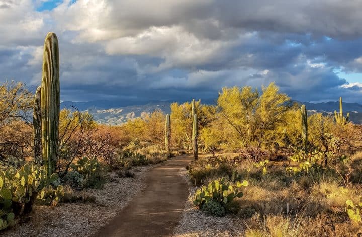 Easy hiking trail in Saguaro National Park East