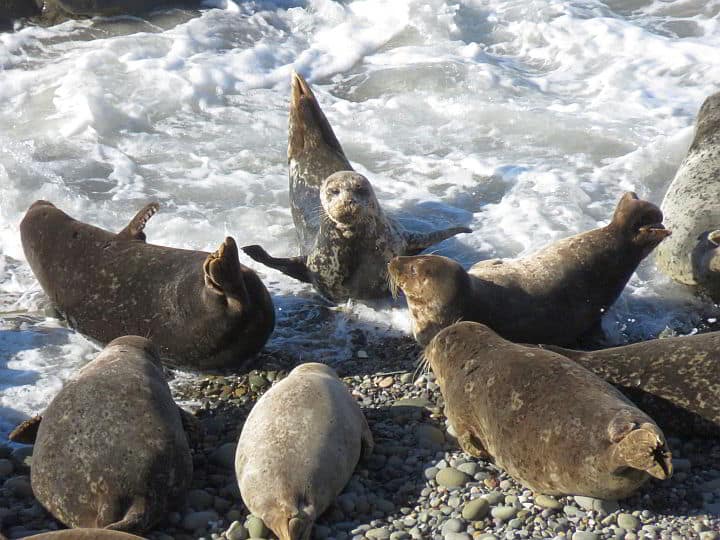 One of the best things to do in Carpinteria is visit the Harbor Seal Preserve