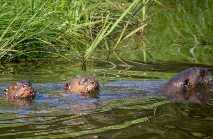 Wild otters playing aslongside our made was a special jungle treat