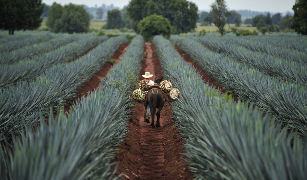 You may need to add some extra days to the Tequila Trail road trip to allow plenty of time between drinking and driving.