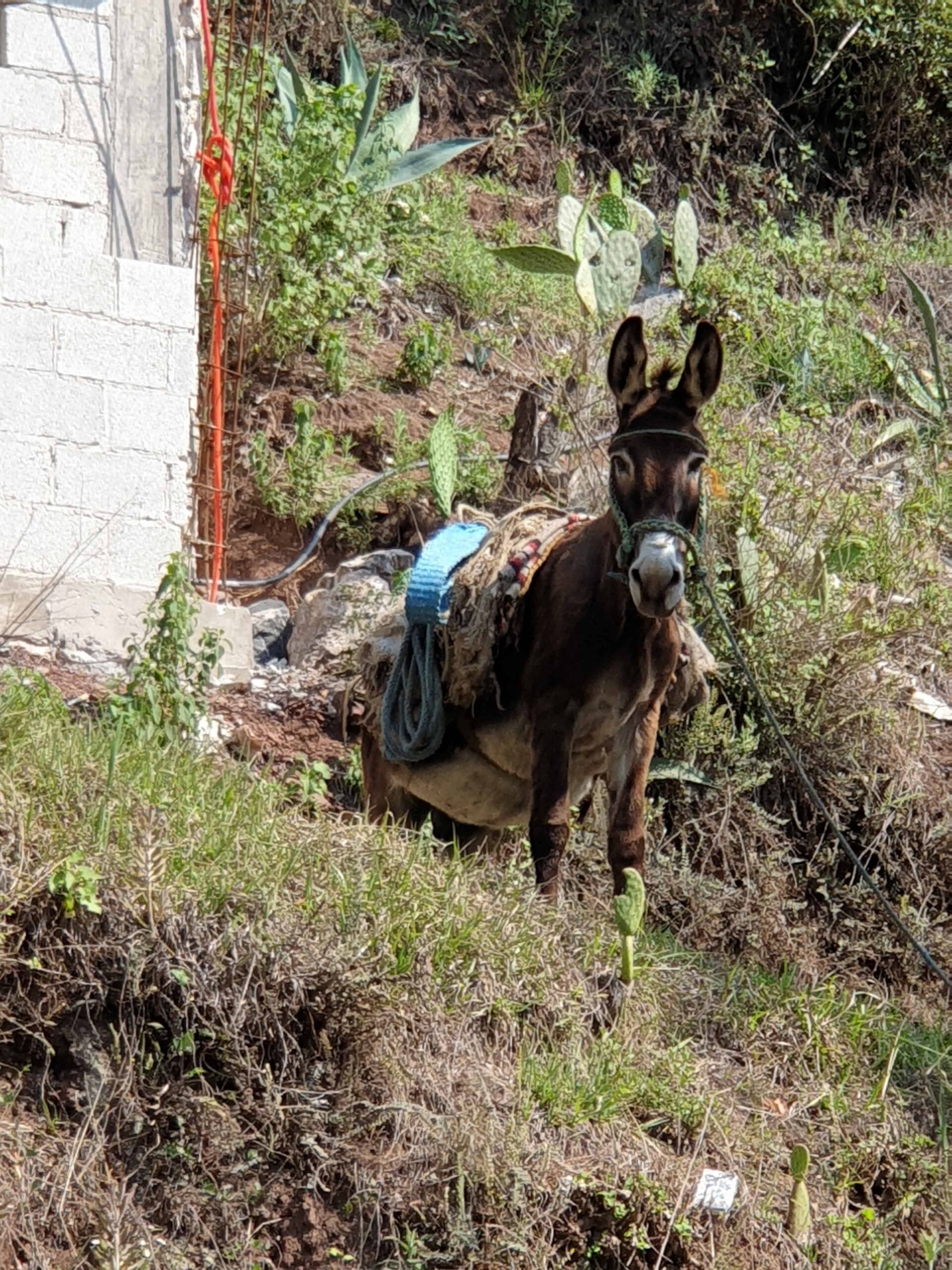 donkey couldn't even believe we drove the Tetela road