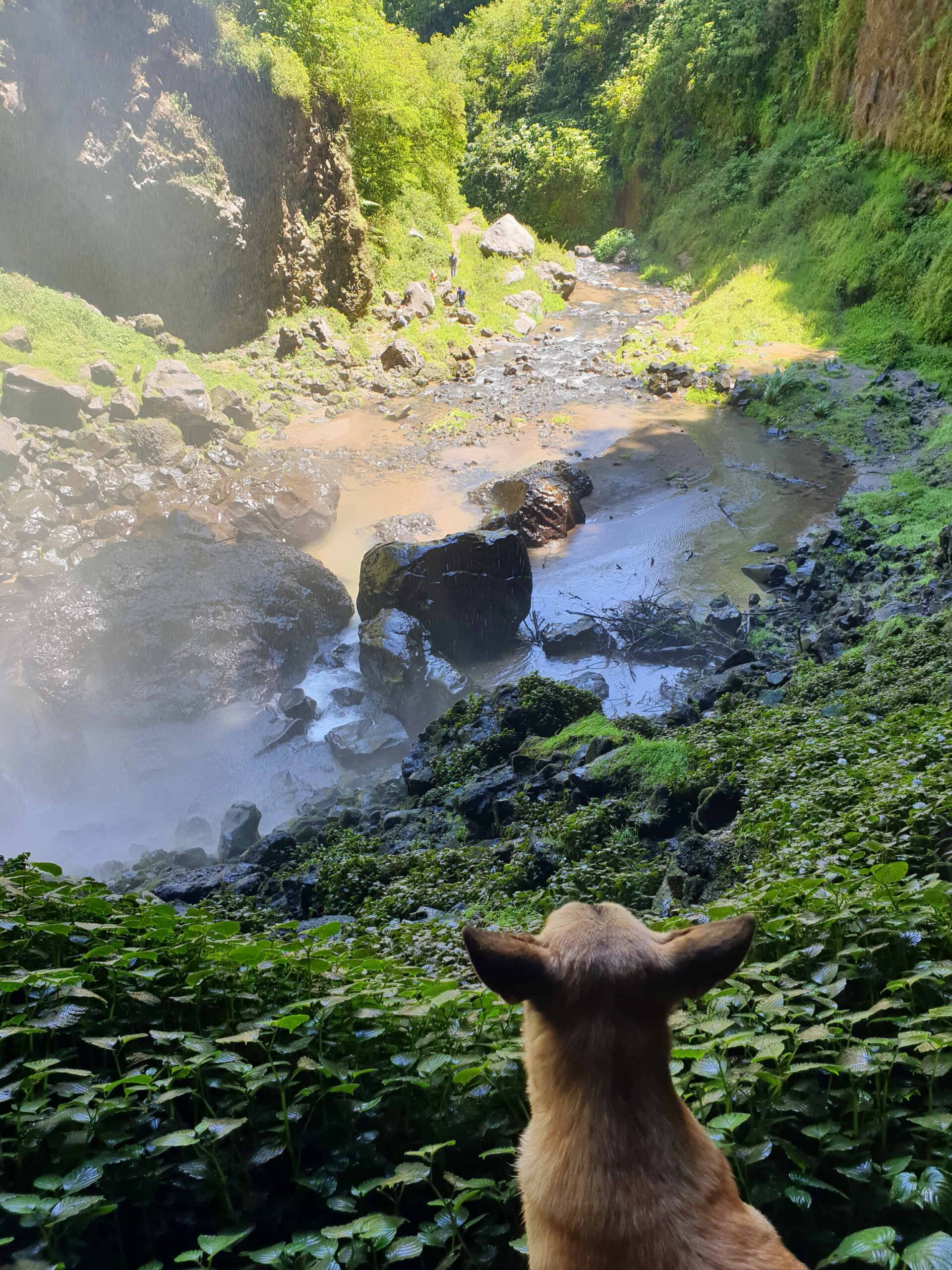 A dog is the local guide at Cascada Puxtla