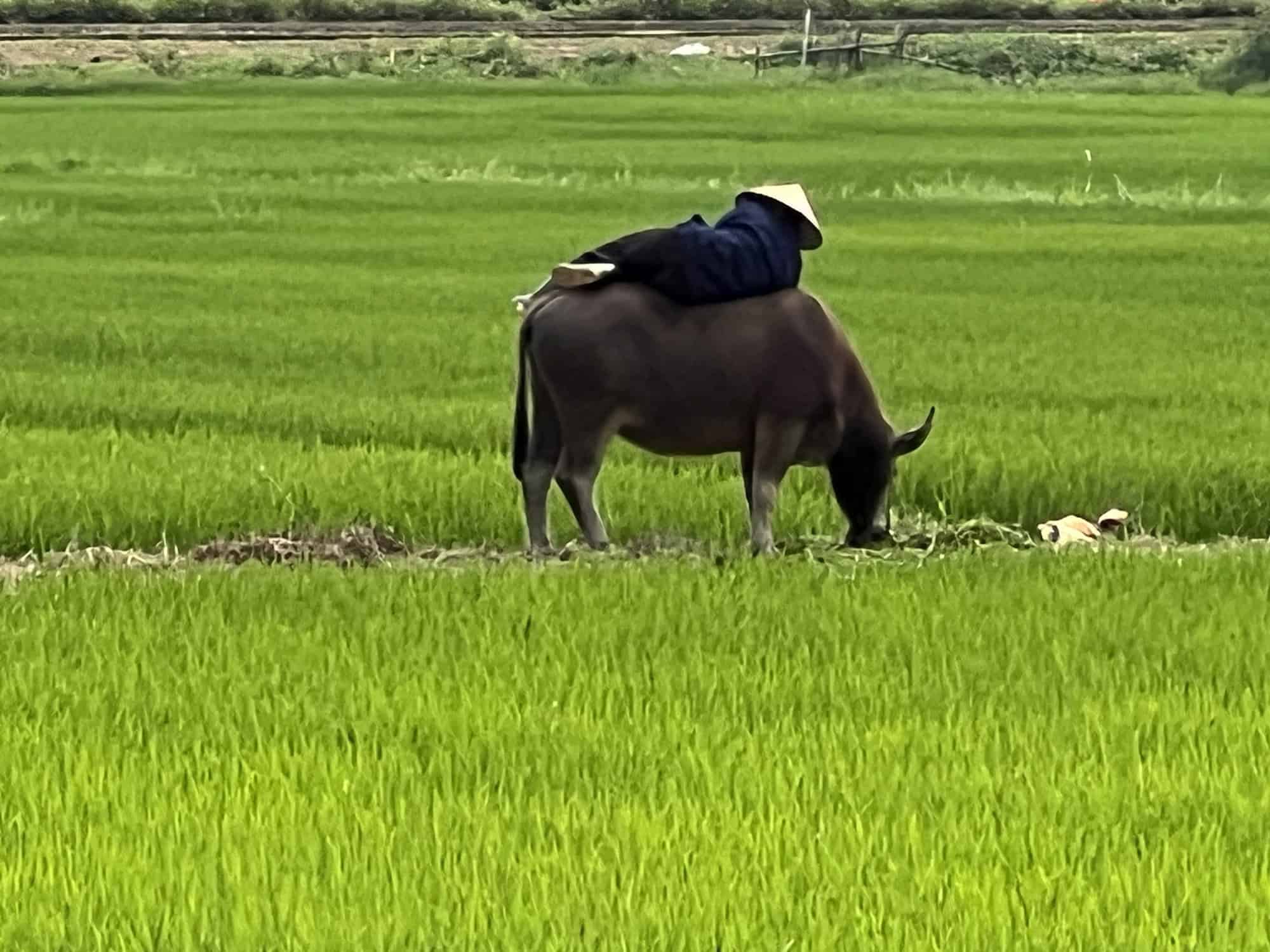 Maybe not the most comfortable bed but this field worker in Hoi An rests on the back of a bullock