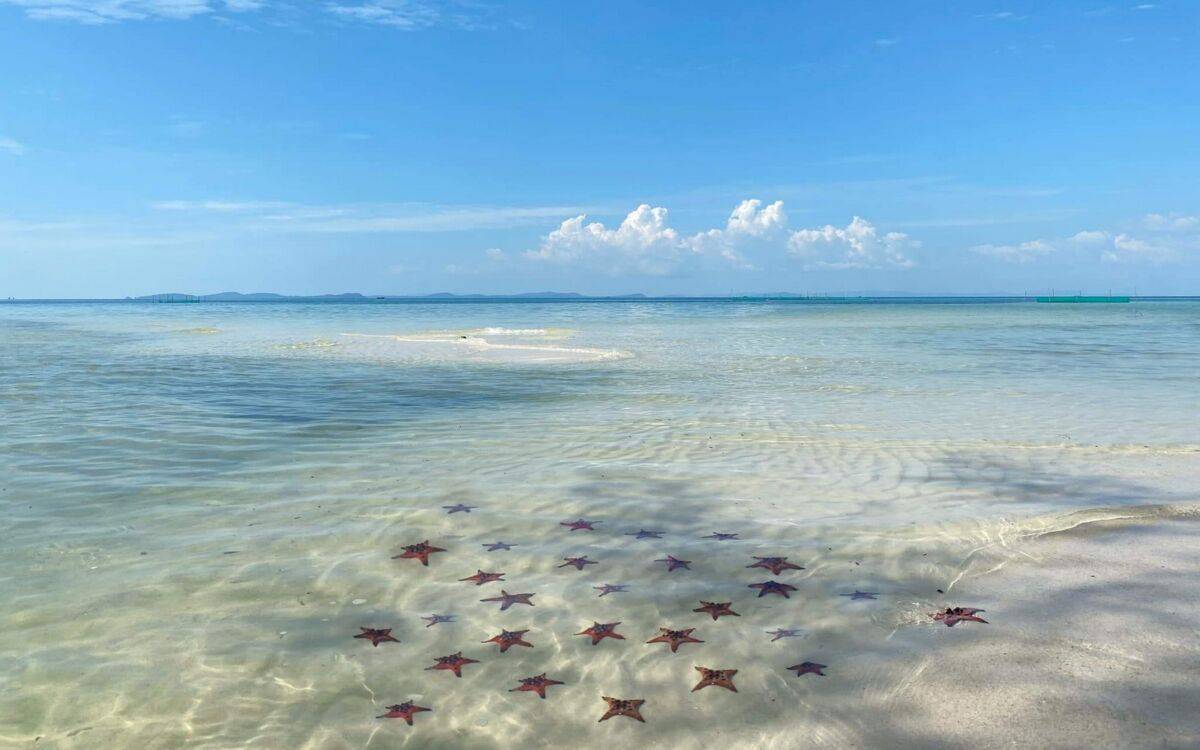 A large group of starfish in the shallow water at Starfish Beach at Phu Quoc